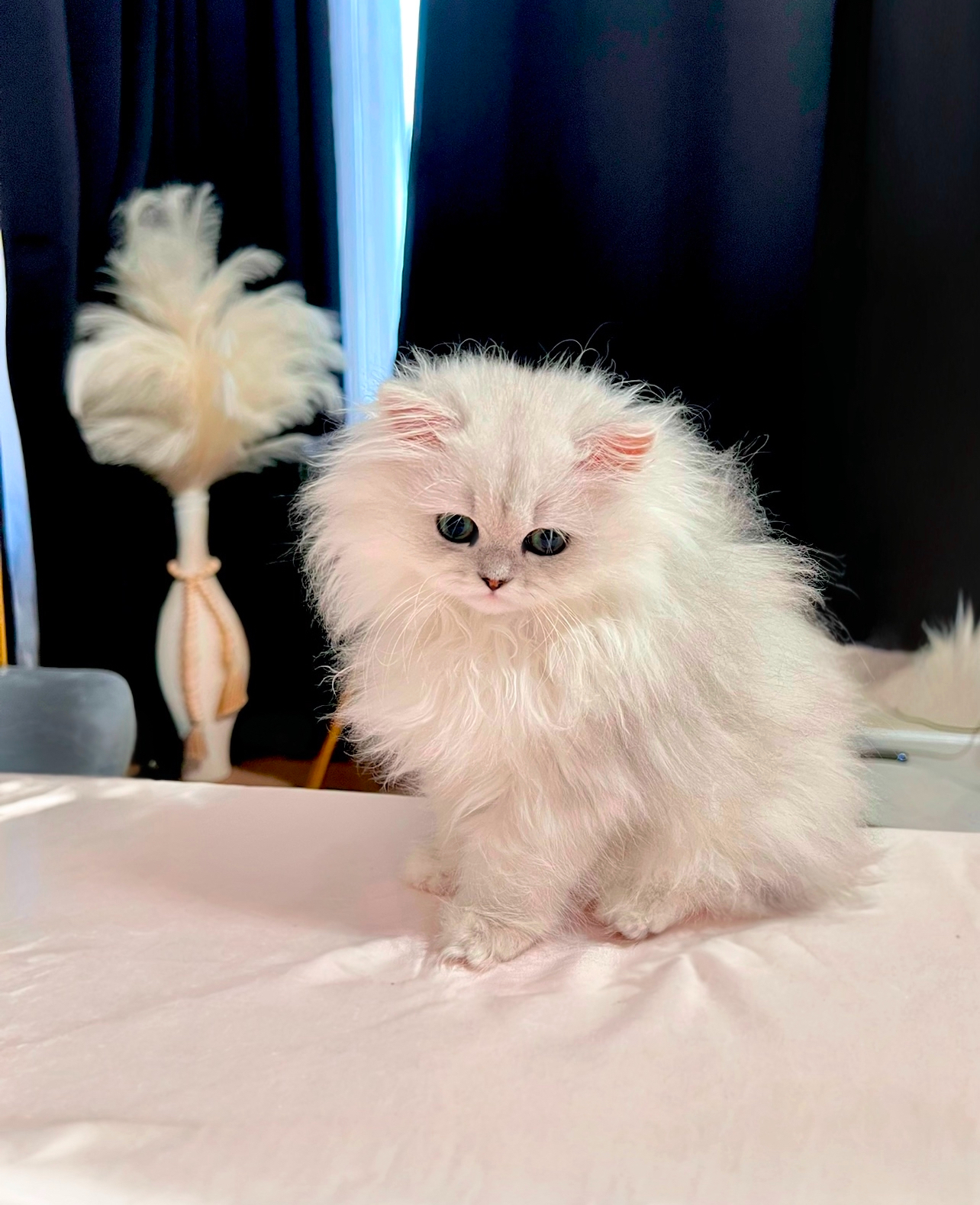Persian kitten